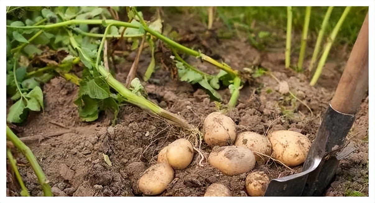 土豆起垄高产种植法,土豆高产施肥方案