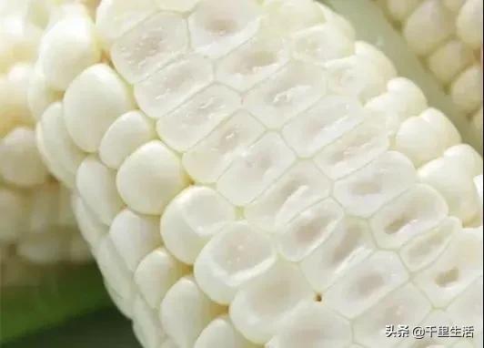 玉米界的“爱马仕”，一*爆口**浆，简直停不下来