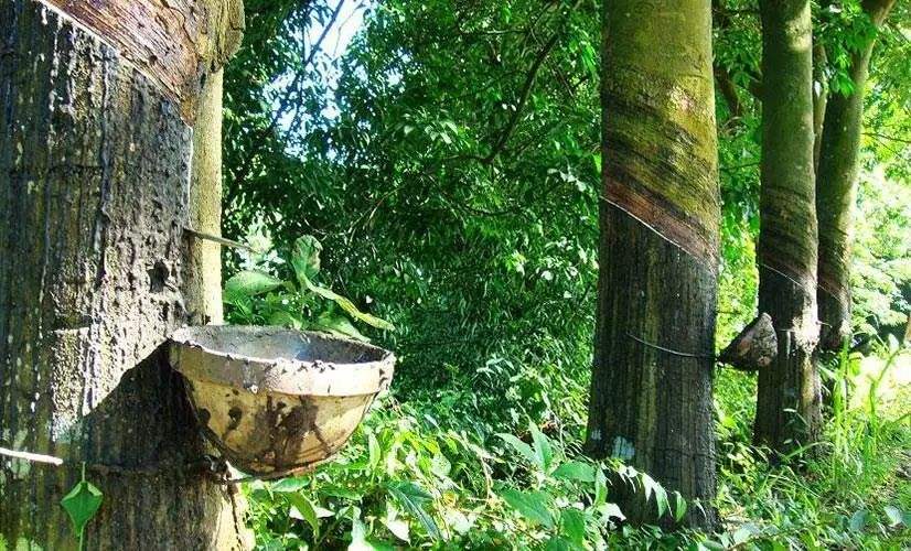 rcep涉及的农产品白糖,rcep农产品贸易政策