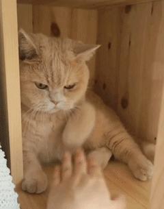 经期怎么吃不长肉是真的吗,经期吃得多不易长胖真的吗