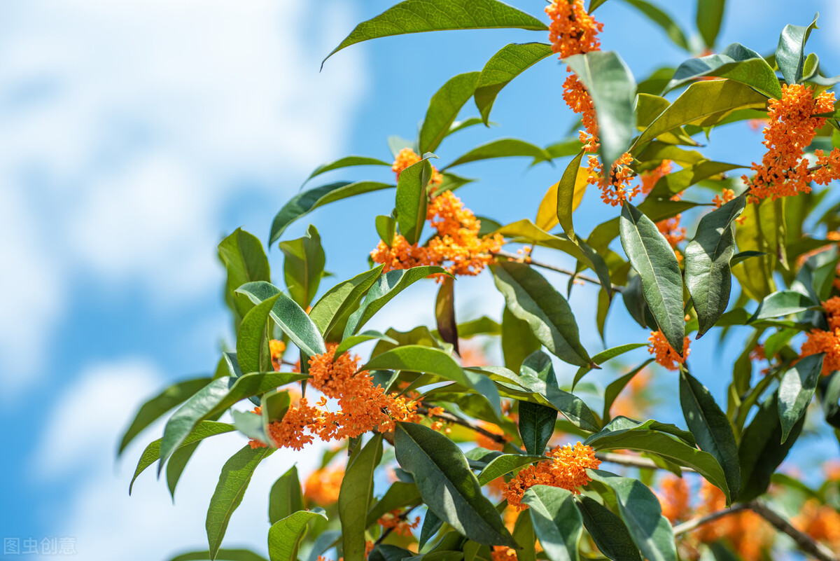 中国古典十大花卉,中国传统十大花卉有哪些