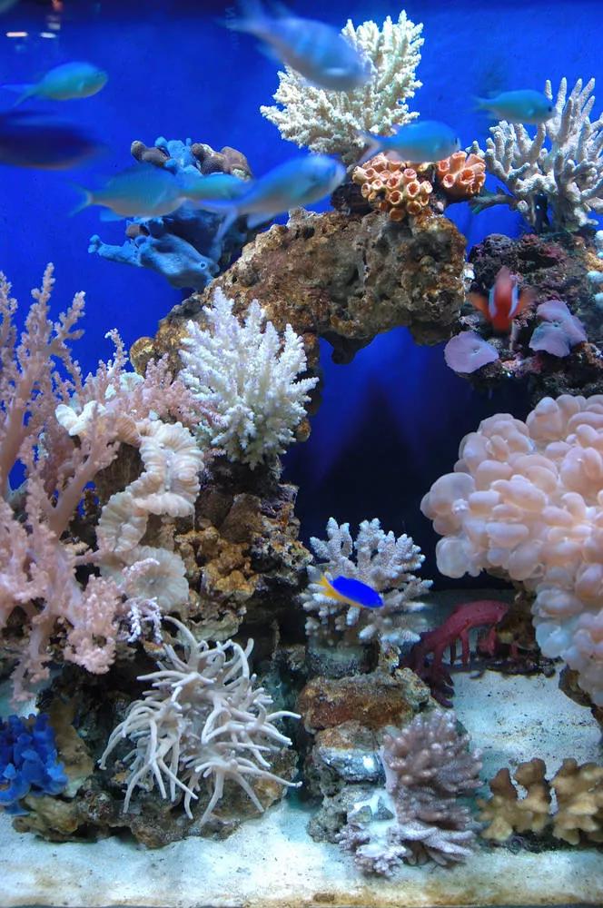 海底世界高清大图壁纸,手机动态海底世界鱼壁纸