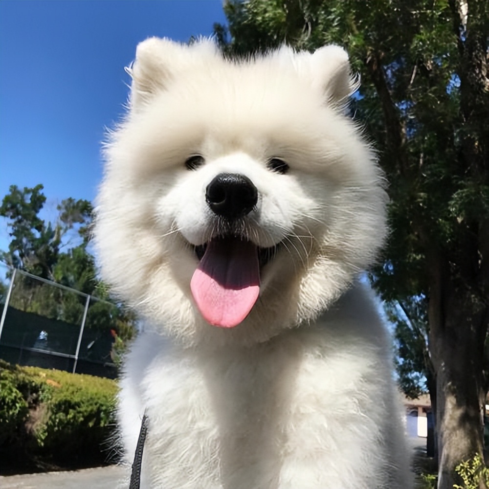 这么好的狗狗请一定要善待它,狗狗的灵性有哪些表现