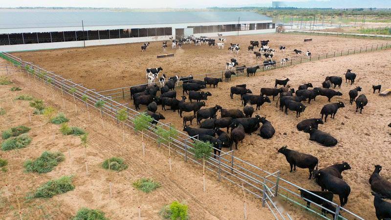 肉牛养殖技术西门塔尔牛养殖视频,生牛养殖和肉牛养殖的区别