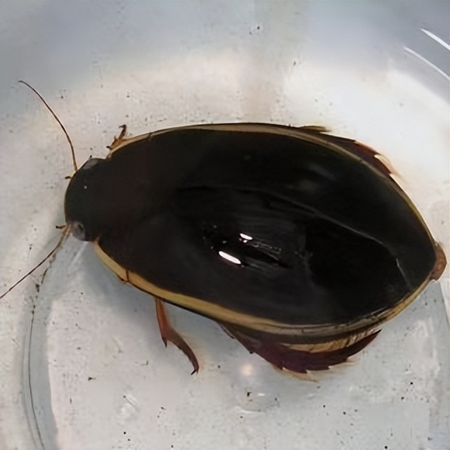 真正的丛林美食有哪些,硬核知识大全100个