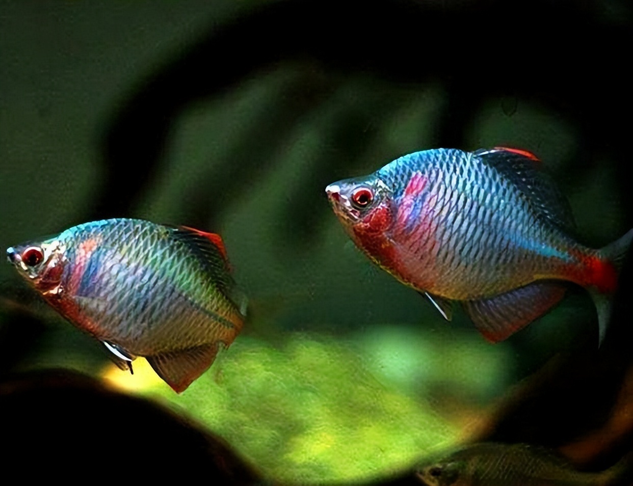 那些让钓鱼人气愤不已的鱼,盘点那些钓友钓到的奇葩鱼类