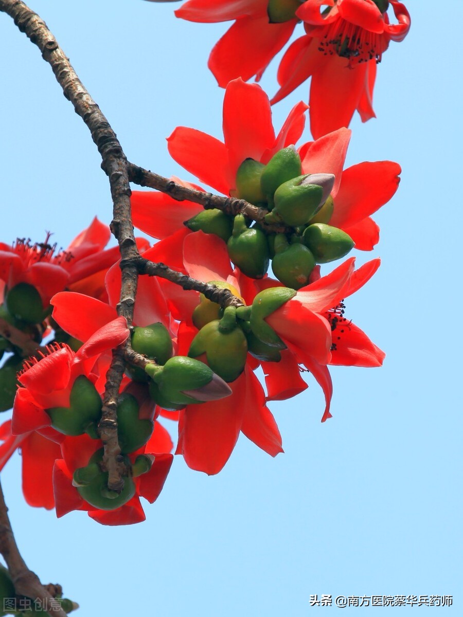 木棉花可以治痔疮,木棉花树皮可以治痔疮吗