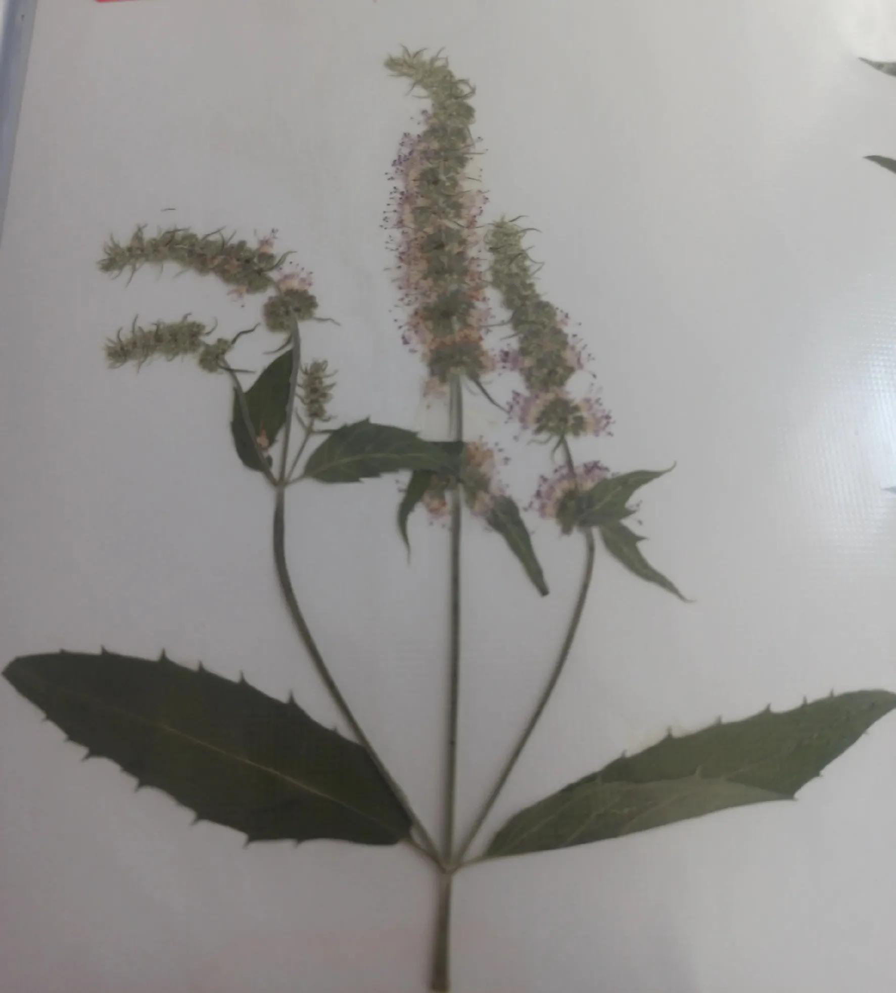 植物标本简单记录,常见却不普通的植物标本