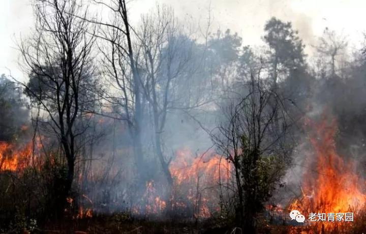 陈凯歌老照片大全集,陈凯歌的知青岁月