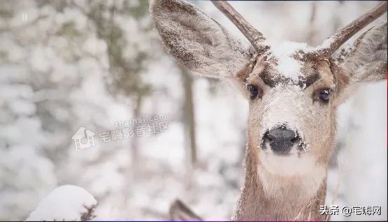 三星samsung55英寸oled测评,三星lsp9t评测