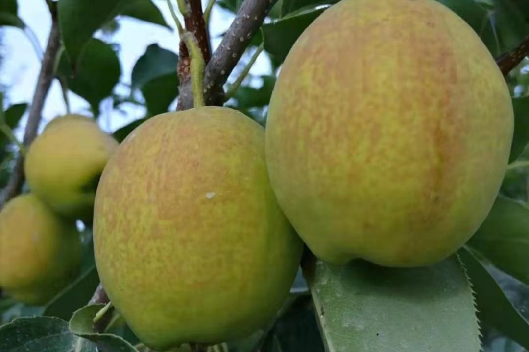 价格走高,梨果“涨声一片”,库尔勒香梨凭什么卖4元/斤的高价?