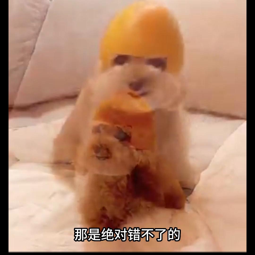 便宜又好吃的狗粮推荐泰迪,大龄泰迪狗粮推荐