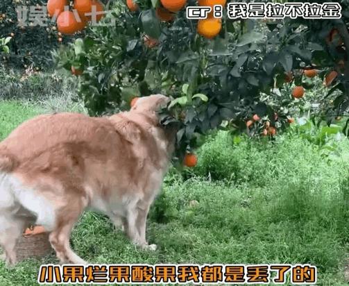 小狗帮主人摘橘子,小狗帮主人摘梨