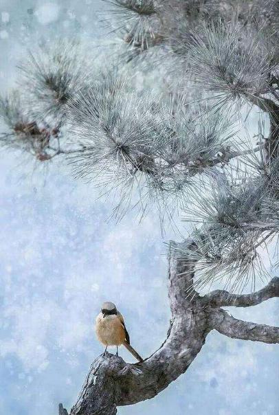 描写冬的诗句20首,关于冬景的诗句及诗意