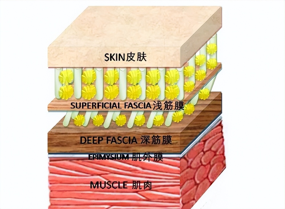 飞利浦筋膜枪3102g和5101g上市时间,筋膜枪哪个品牌最好最实用