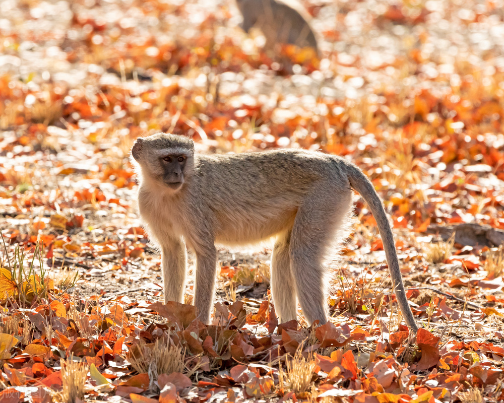 世界疫情变化动态图,疫情后世界的变化