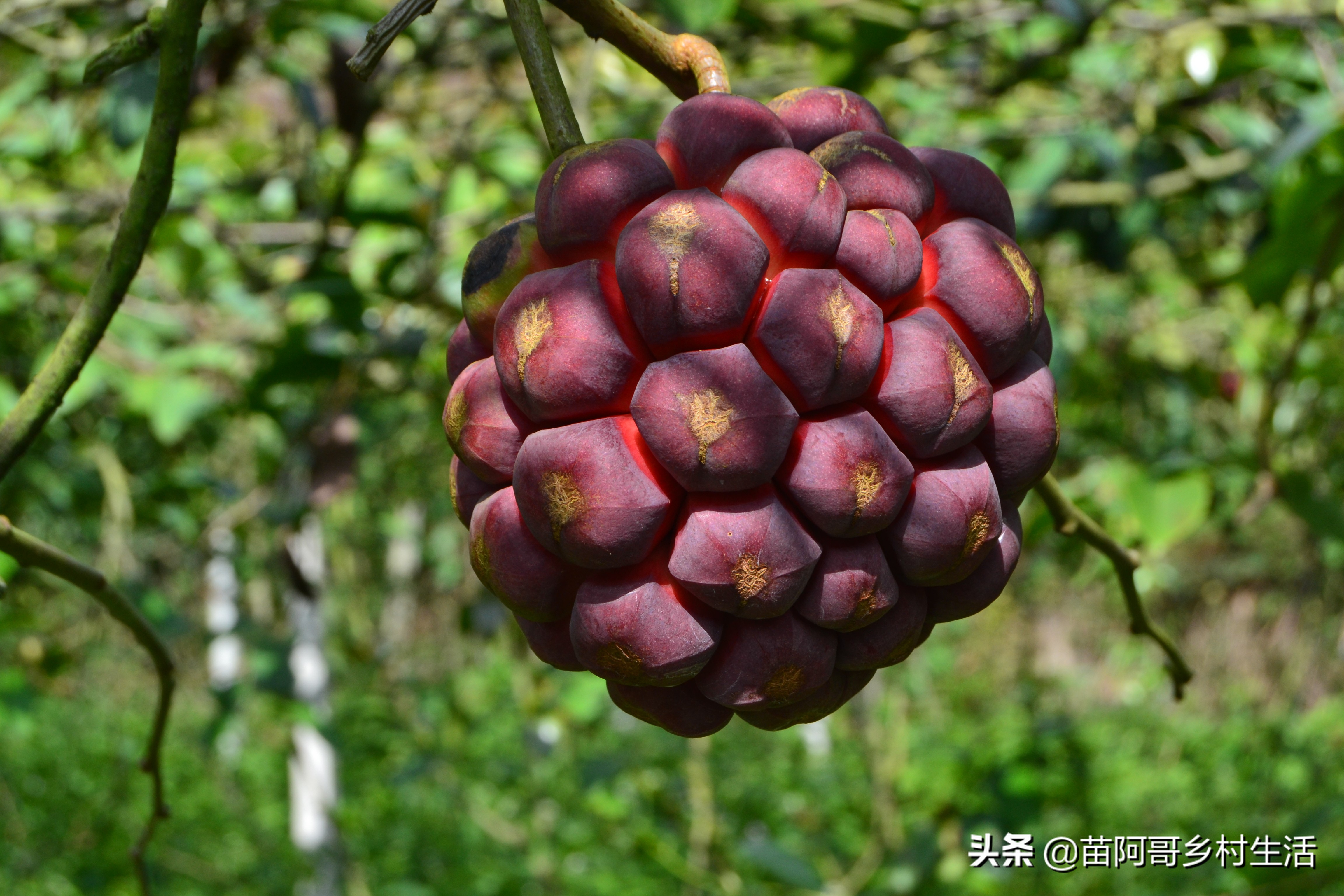 这种像葡萄一样的水果叫什么,长得像足球一样的水果