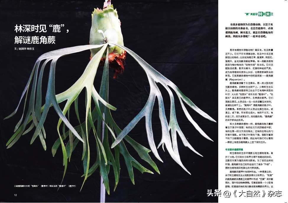 林深时见“鹿”，解谜鹿角蕨