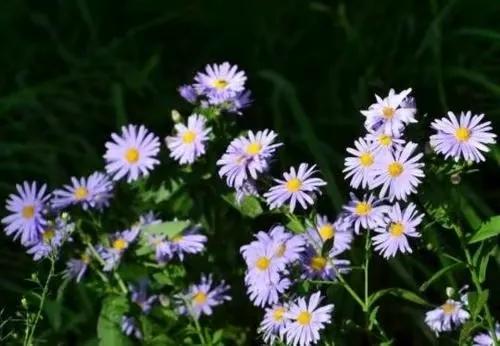 紫菀植物全图,紫菀是紫色的吗