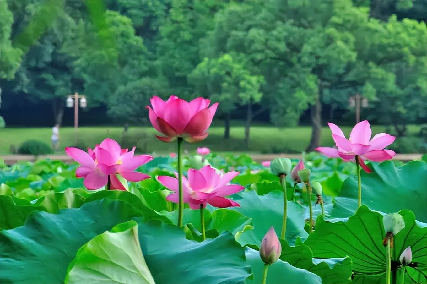 悠闲自在的经典诗词,六首洒脱的经典诗词