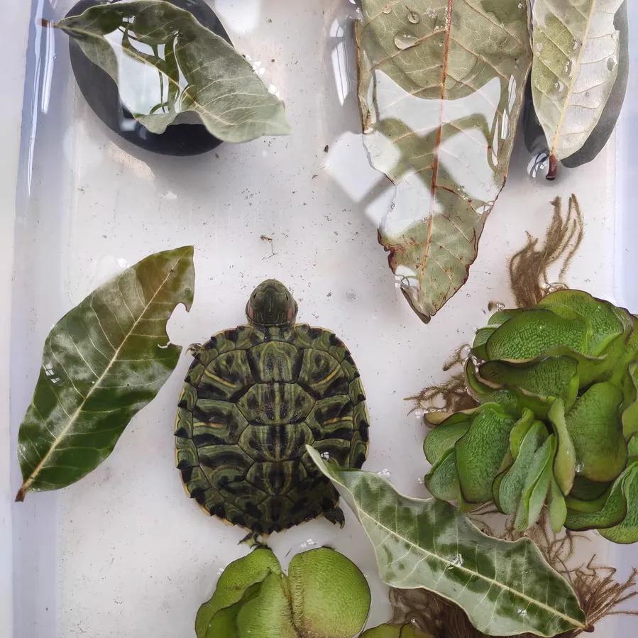 巴西龟密西西比红耳龟,十大智商最高的龟巴西红耳龟