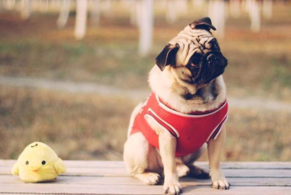 给巴哥犬洗澡能用人的沐浴露吗,巴哥犬除臭沐浴露推荐