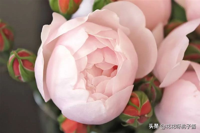 花期特别短暂开放好看的粉色月季,粉色可爱融化你的少女心月季