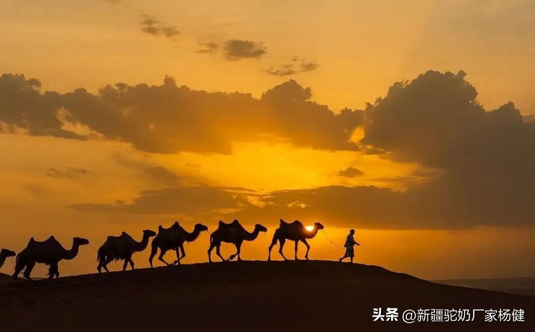 骆驼身上有什么品质,骆驼身上的三宝是什么