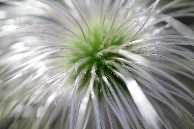哪种草药可以治泻痢,治疗久泻久痢的中药方剂