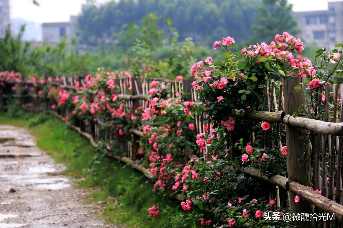 推荐10种最适合夏天养的花,君子兰开花时夏天几天浇一次水
