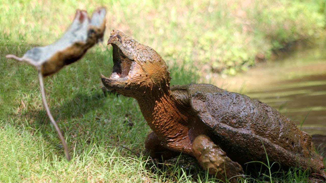 科莫多巨蜥杀死猎物真正原因,科莫多巨蜥撕咬猎物的全过程