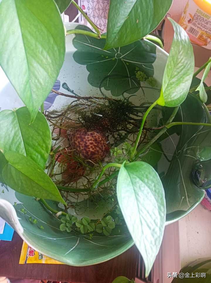 鱼缸水黄绿色但是很清澈,如何养金鱼让鱼缸水清澈