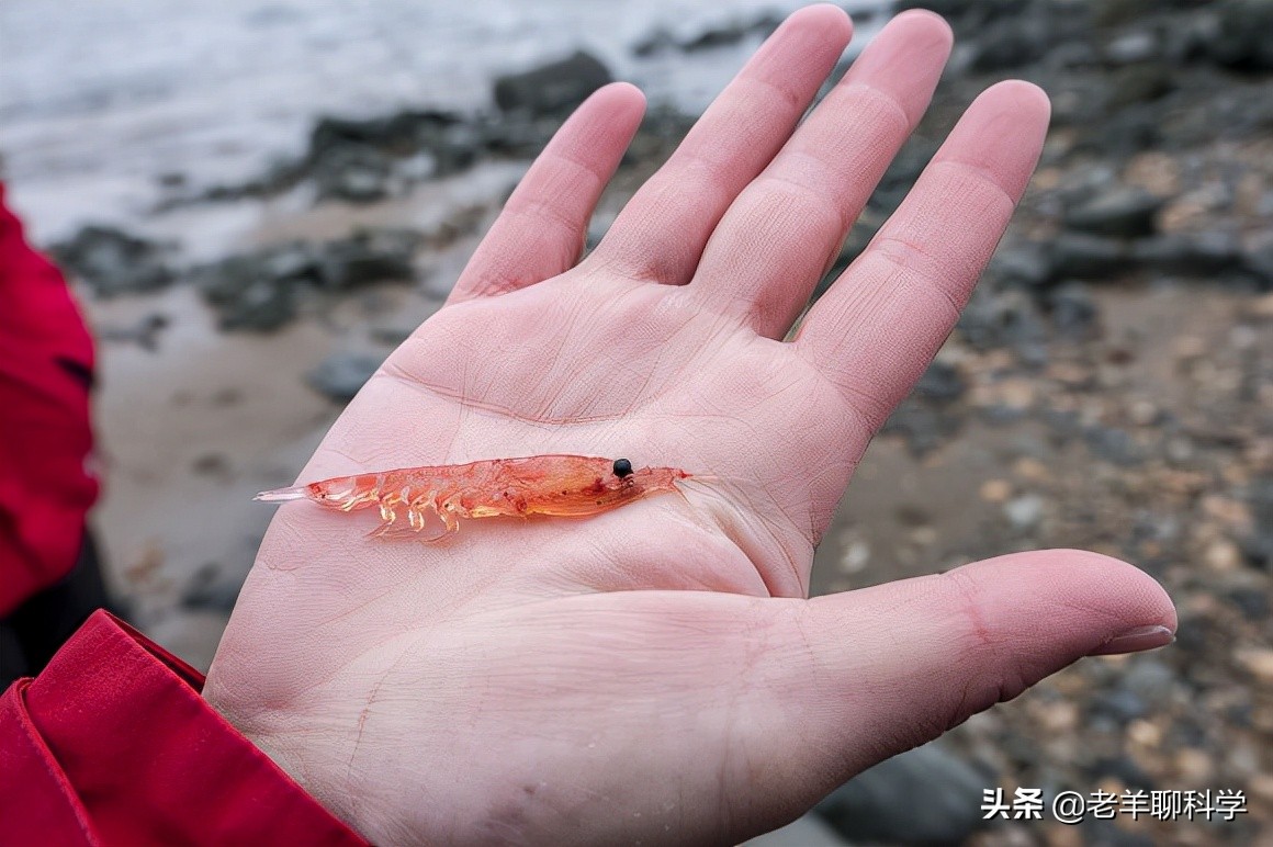 14亿国人的福音：10亿吨“海上金矿”，吃不完繁殖快，为何有隐患