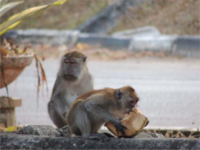 身价17万的实验猴！野生实验猴已进石器时代，用石头过度开发资源