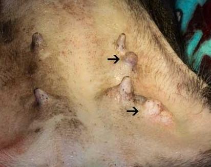 狗狗乳腺肿瘤溃烂怎么处理,狗狗乳腺囊肿和肿瘤的区别