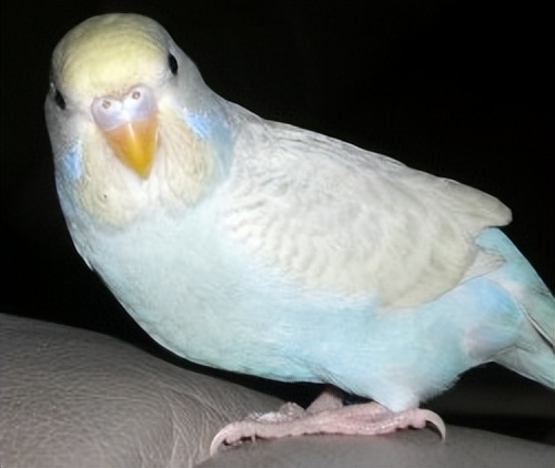 虎皮鹦鹉怎么判断年龄有多大,黄化虎皮鹦鹉年龄对照表图