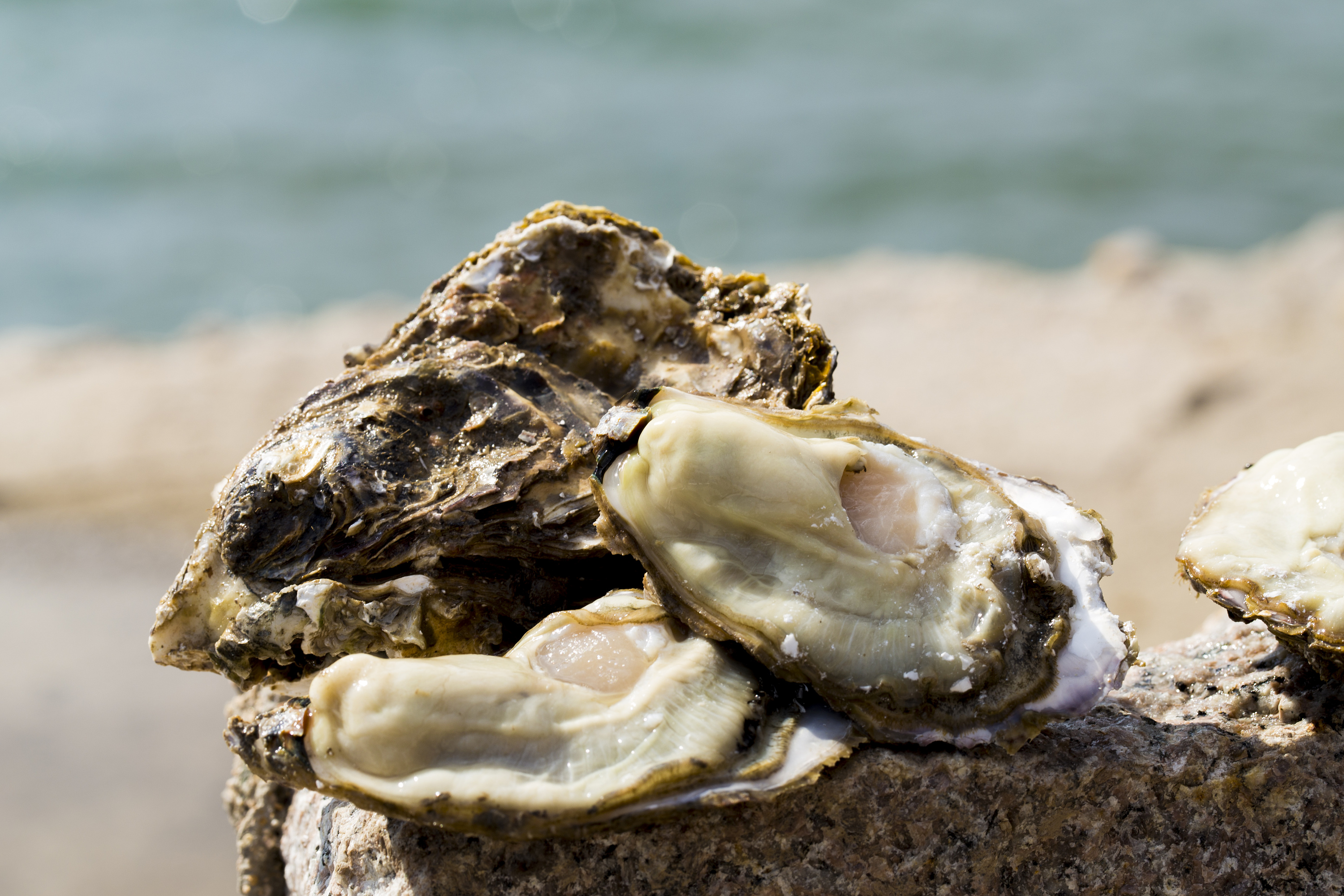 李锦记蚝油和海天蚝油哪个品质好,李锦记与海天耗油区别