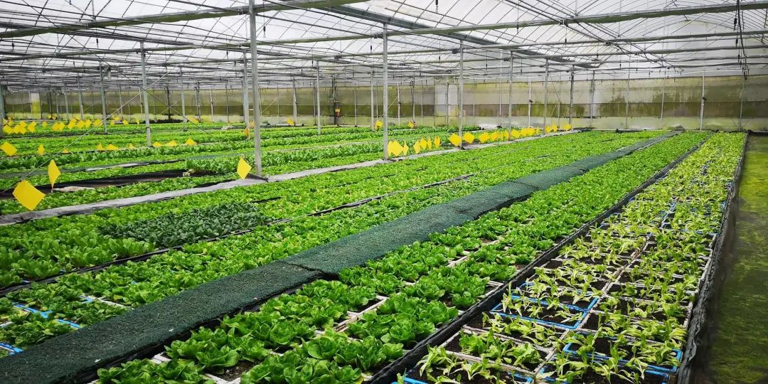 七论赣菜发展,朱虹论赣菜