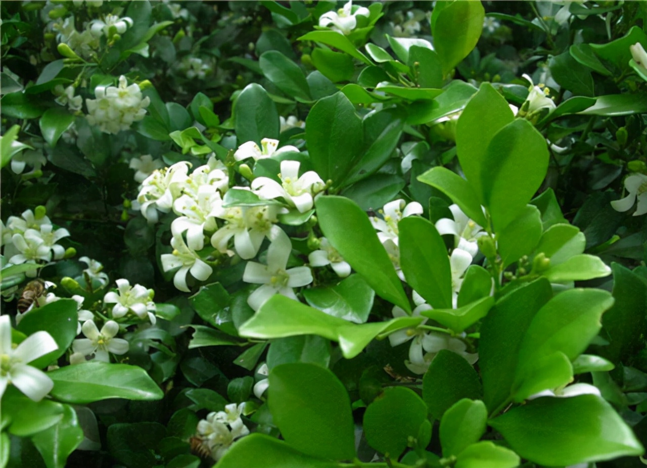 公园路边植物图片,路边的小植物有哪些