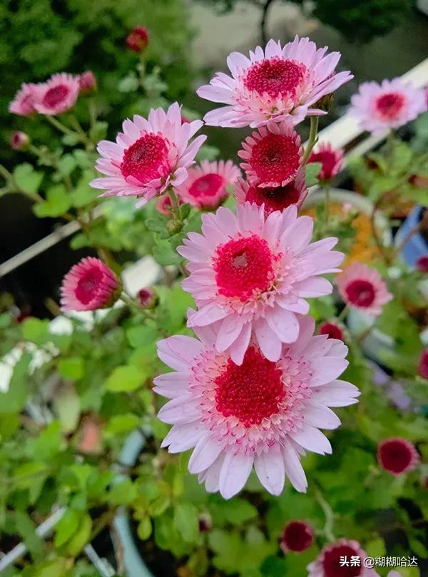 赏心悦目的花朵，风采万千，千姿百态，魅力无限，太美了