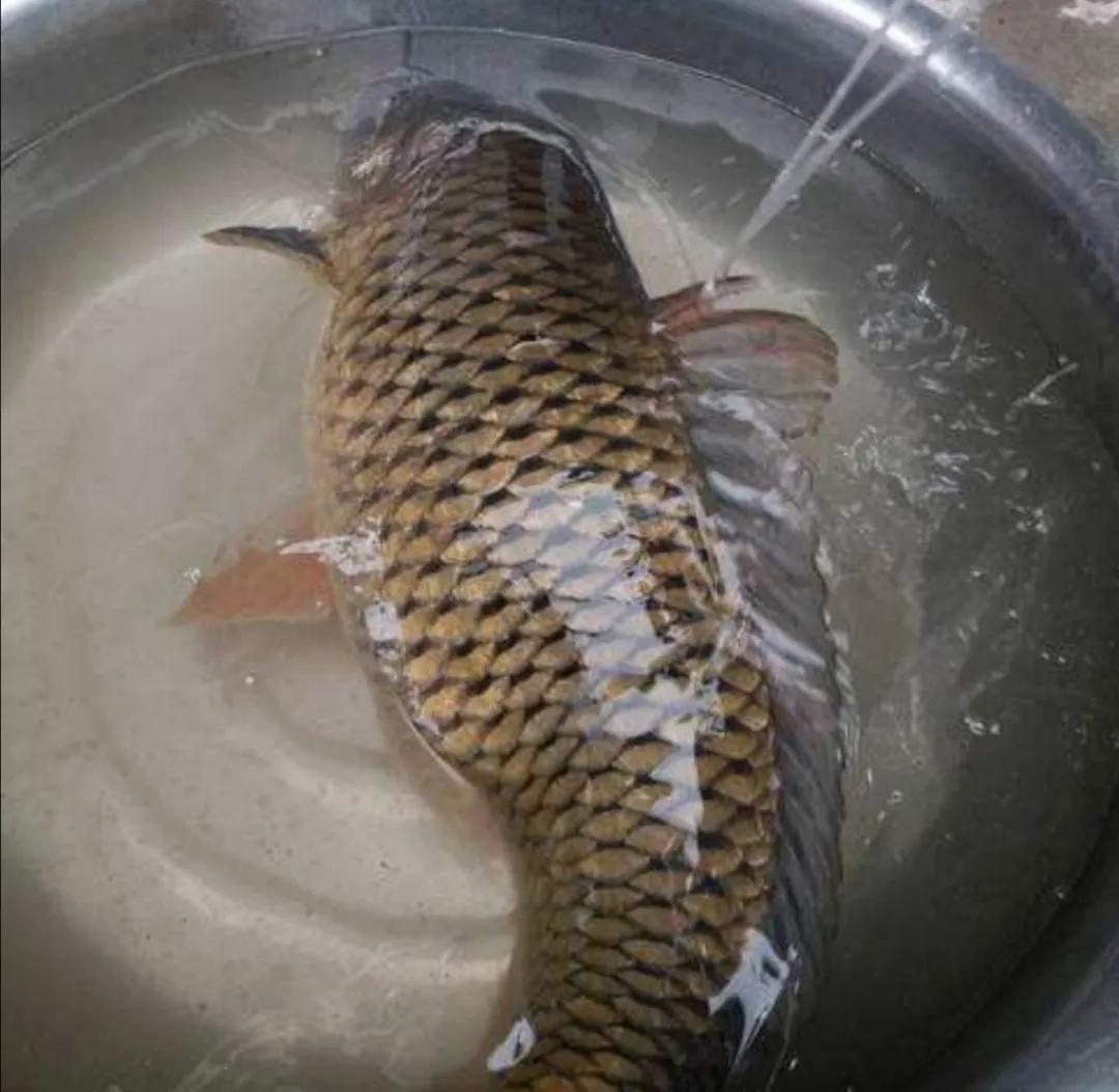 杀鱼很残忍怎么办,一招学会杀各种鱼方法