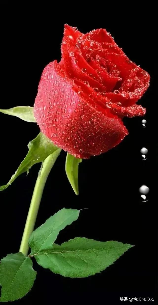 玫瑰花真的有那么多颜色吗,玫瑰花各种各样的颜色