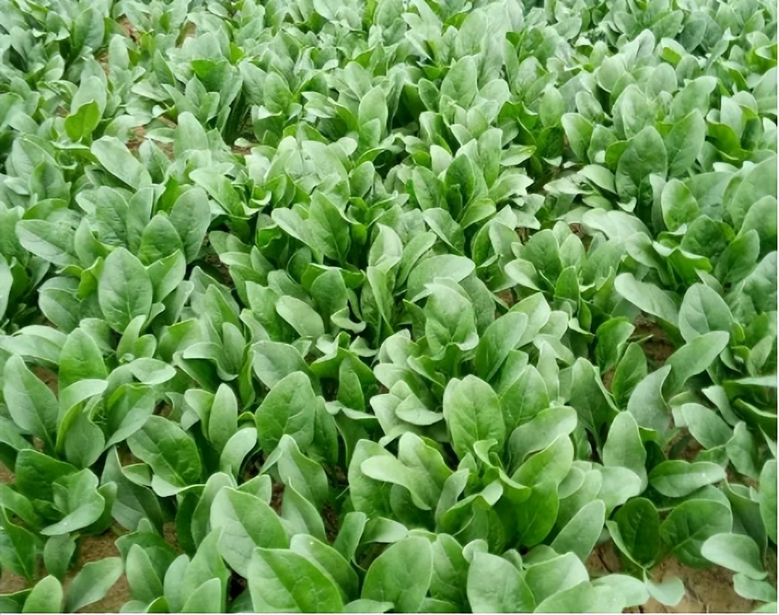 40岁女性叶酸预防心脑血管,预防心脑血管病服叶酸可以吗