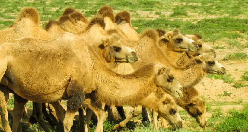 老人补钙营养早餐食谱表,什么菜老人吃了补钙效果好