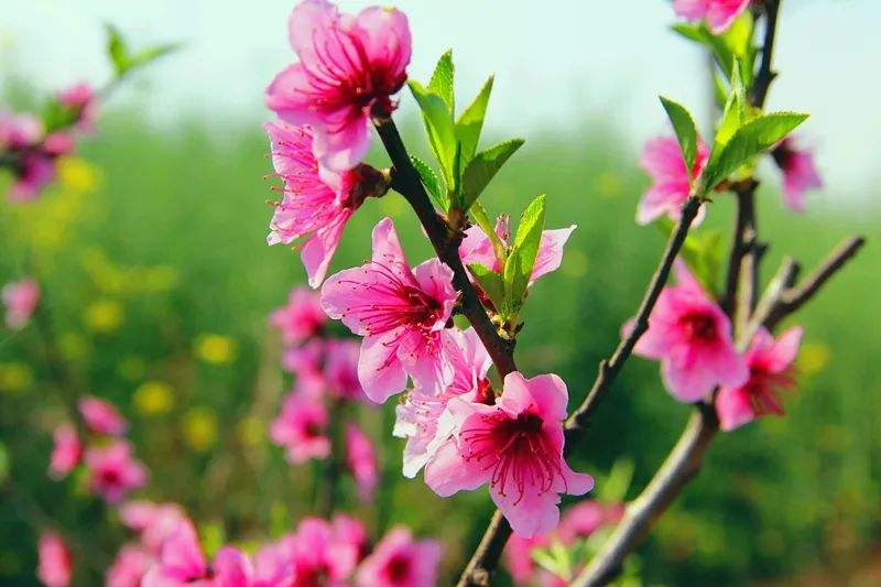 唯美春天的古诗词大全,描述春天的万种风情古诗十首