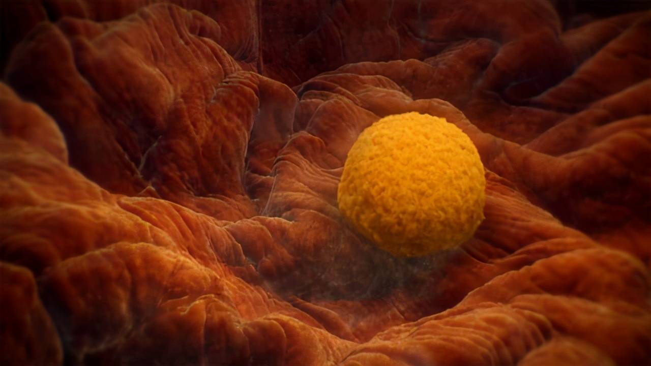 女人绝经了还能受孕吗,女性绝经了还能再婚吗