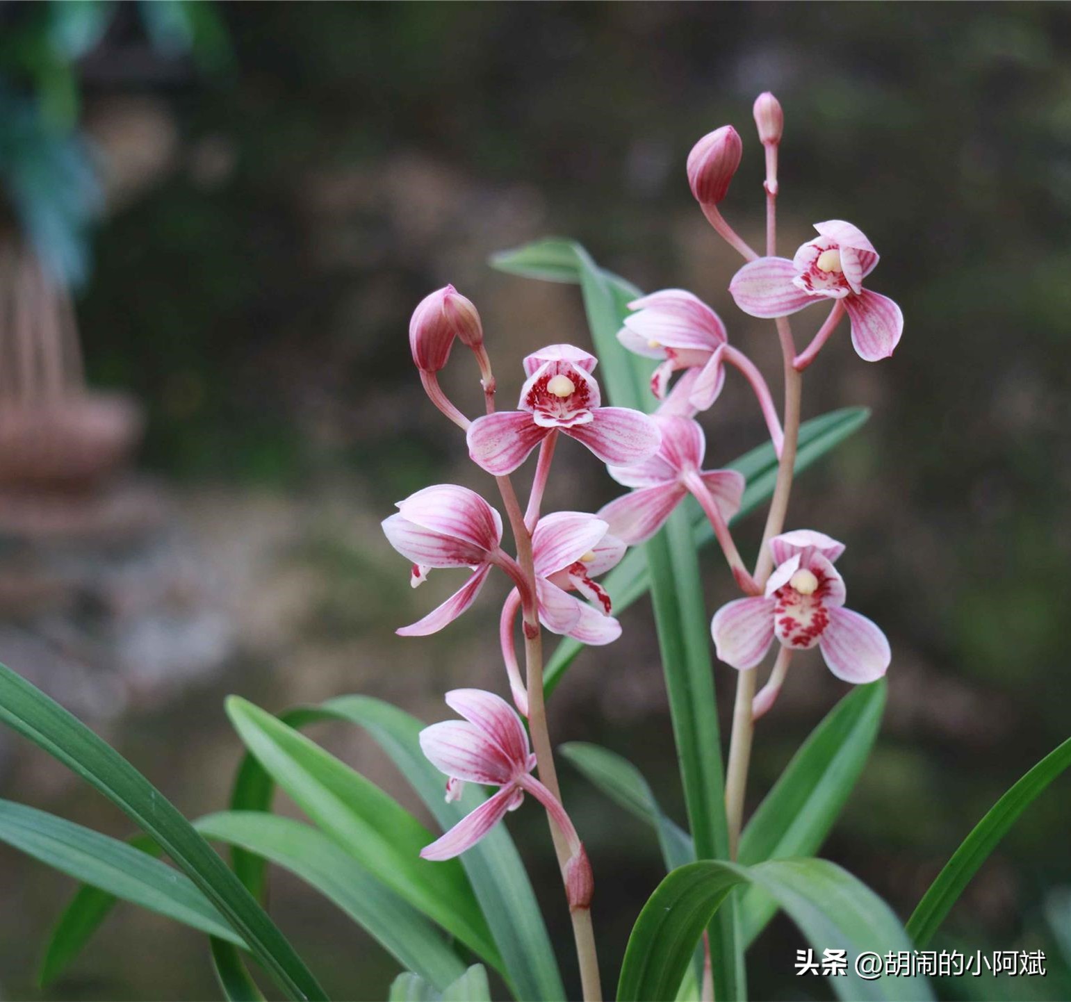 建兰东方红荷和君荷价格,建兰东方红荷特征