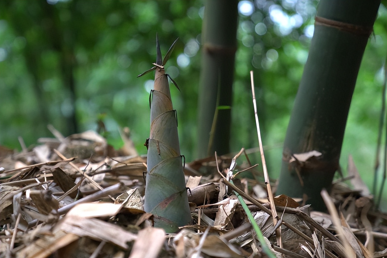 清远农业扶贫发展项目,清远五大百亿农业产业照片