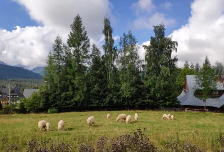 俄乌局势波兰边境,俄乌局势让人想起了波兰