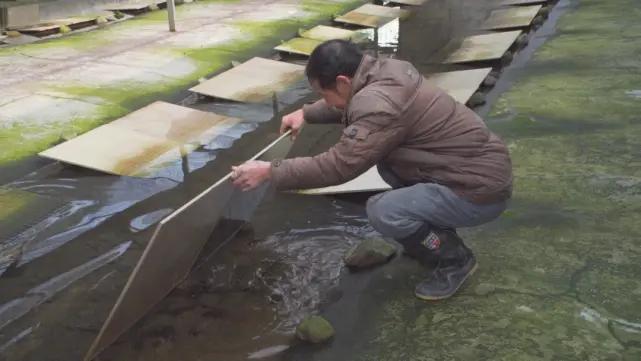 养殖石蛙深山老林,龙泉石蛙野生